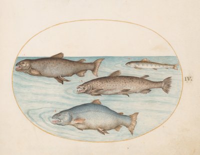 Tafel 4: Vier Lachse von Joris Hoefnagel