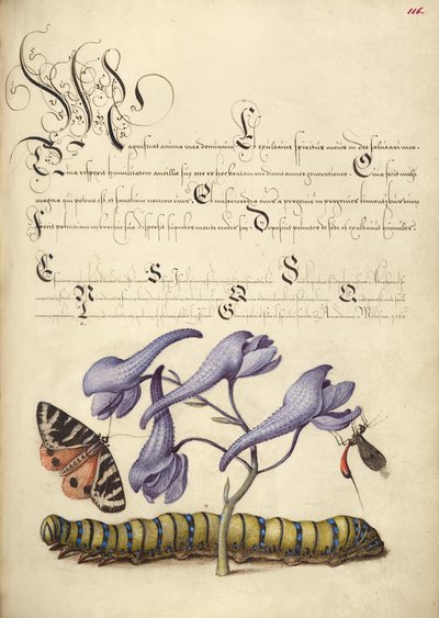 Scharlachroter Tigerfalter, Rittersporn, Insekt und Raupe von Joris Hoefnagel