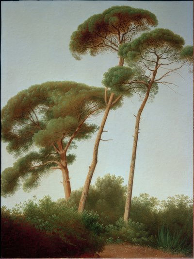 Pinien von Joseph August Knip