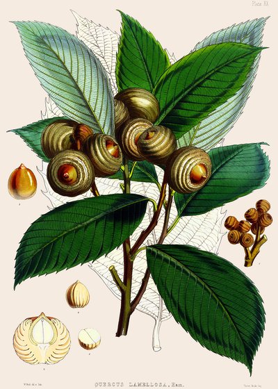 Quercus lamellosa von Joseph Dalton Hooker