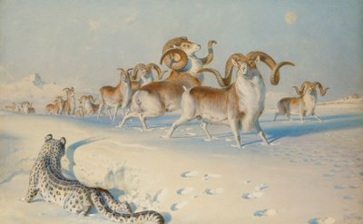 Ein Schneeleopard, der Ovis Poli verfolgt von Joseph Wolf