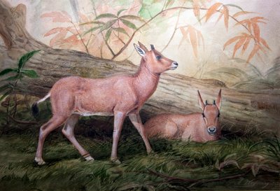 Säbelhorn-Oryx-Kälber, ca. 1850 von Joseph Wolf