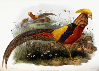 Thaumalea Picta von Joseph Wolf