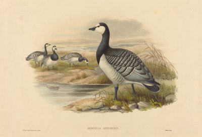 Nonnengans (Bernicla Leucopsis) von Joseph Wolf and H.C. Richter