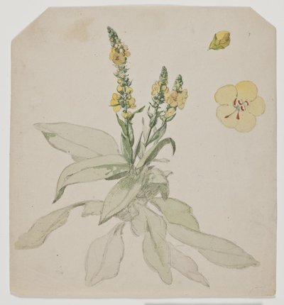 Blühender Königskerze (Verbaserum) von Jørgen Roed