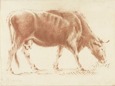 Weidende Kuh von Jurriaan Cootwijck