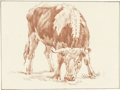 Weidender Ochse von Jurriaan Cootwijck