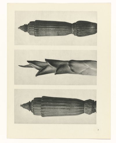 Pflanzenstudie (Urformen der Kunst) von Karl Blossfeldt