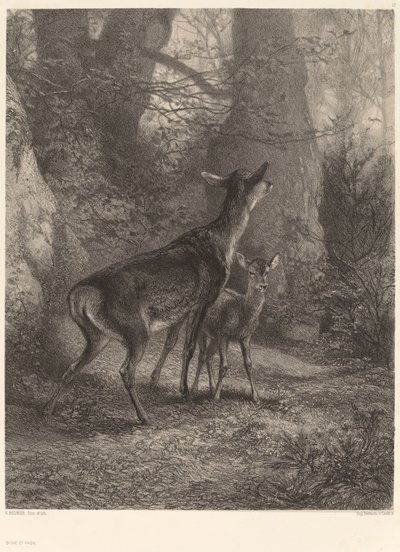 Hirschkuh und Rehkitz von Karl Bodmer