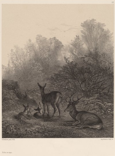 Rehe in Ruhe von Karl Bodmer