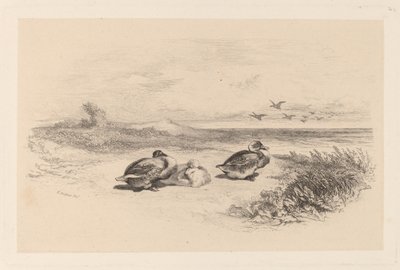 Wildenten von Karl Bodmer
