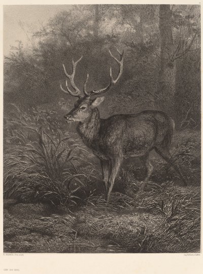 Cerf Dix-Cors von Karl Bodmer