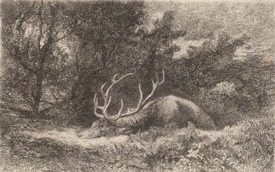 Cerf a la Reposee von Karl Bodmer