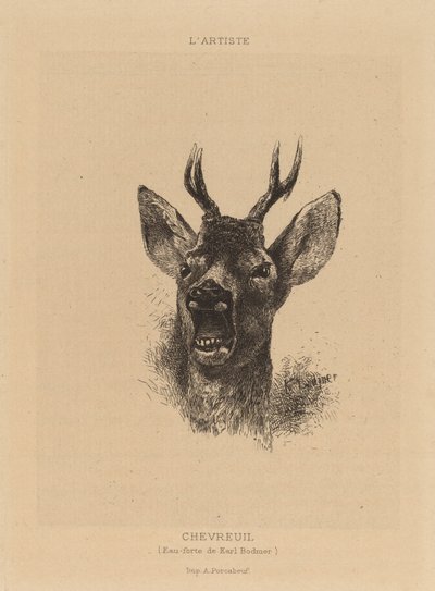 Reh von Karl Bodmer