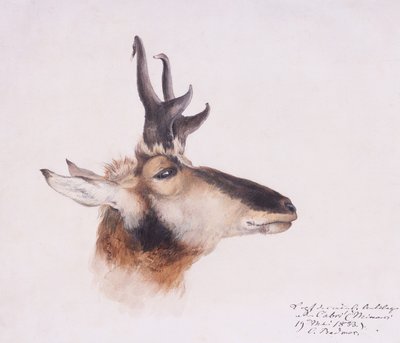 Kopf einer Antilope von Karl Bodmer