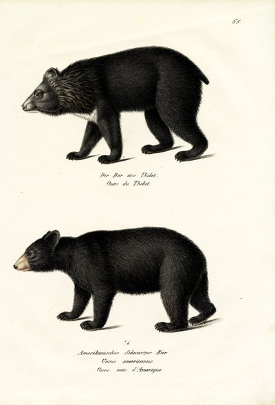 Himalaya-Schwarzbär, 1824 von Karl Joseph Brodtmann