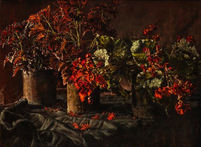 Begonien von Kenneth Newton
