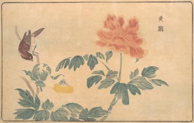 Chinesische Pirol und Pfingstrosen, 1789 von Kitao Masayoshi