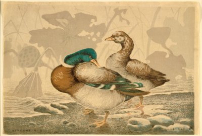 Enten und verwelkte Lotusblumen von Kiyochika Kobayashi
