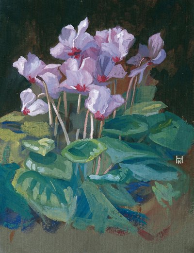 Alpenveilchen von Klara Hasslwander