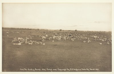 Das Lämmerlager von Laton Alton Huffman