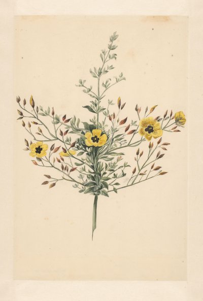 Hemelroosje von Laurens Vincentsz. van der Vinne