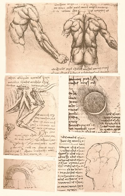 Vier anatomische Zeichnungen, ca. 1472-ca. 1519, 1883 von Leonardo da Vinci