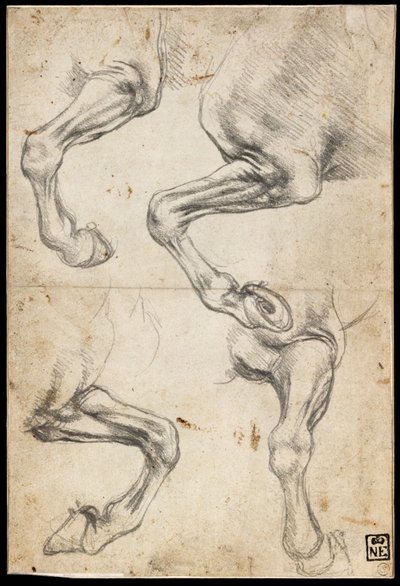 Studien eines Pferdebeins von Leonardo da Vinci