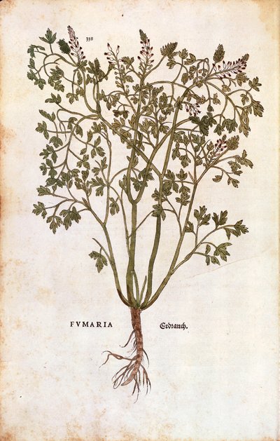 Erdrauch (Fumaria officinalis) von Leonhard Fuchs