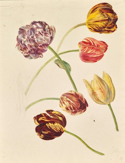 Tulpen von Leopold von Stoll