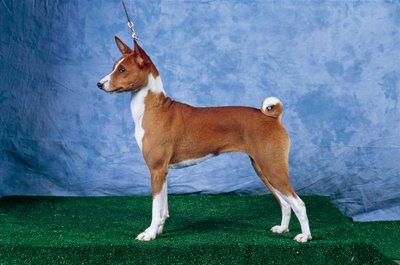 Basenji-Hund von Unbekannt Unbekannt