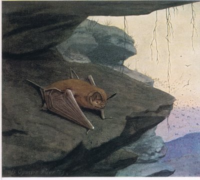 Freischwanzfledermaus von Louis Agassiz Fuertes