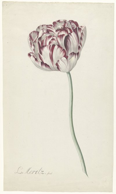 Tulpe von Louis Moritz