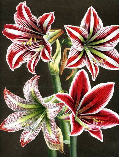 AMARYLLIS HIPPEASTRA (Gravur) von Louis Van Houtte