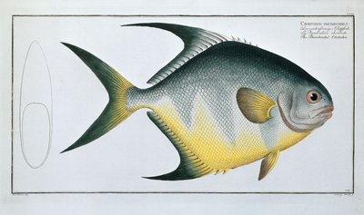 Rautenförmiger Chetodon von Ludwig Schmidt