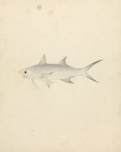 Binney: Nummer eins (ein Fisch) von Luigi Balugani