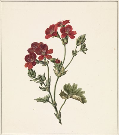 Rote Blume von M. de Gijselaar