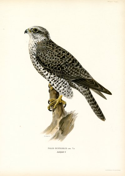 Gerfalke von Magnus Ferdinand and Wilhelm von Wright