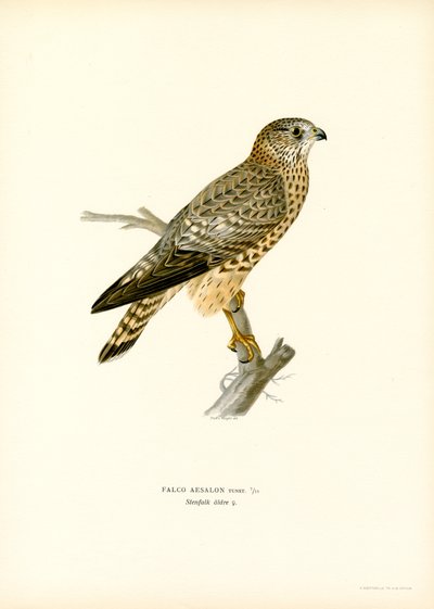 Merlin von Magnus Ferdinand and Wilhelm von Wright