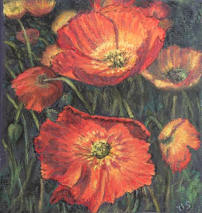 Erste Mohnblumen. von Margo Starkey