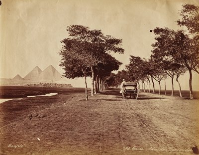 Kairo. Allee der Pyramiden von Maria Sibylla Merian