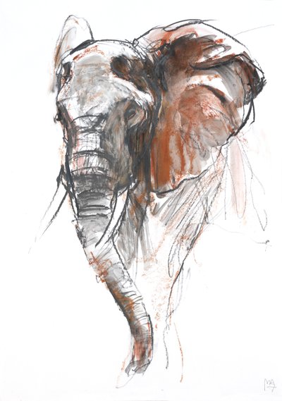 Schöne Elefantenkuh, Loisaba, 2018 von Mark Adlington