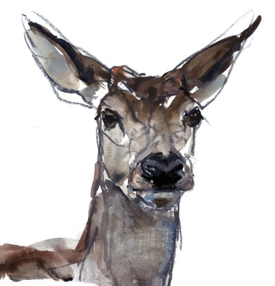 Hirsch (Studie) von Mark Adlington