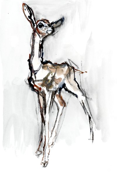 Gerenuk-Kitz, Sarara, 2018 von Mark Adlington