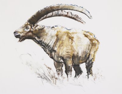 Steinbock, Noasca von Mark Adlington