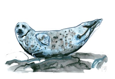Rocky (Seehund) von Mark Adlington