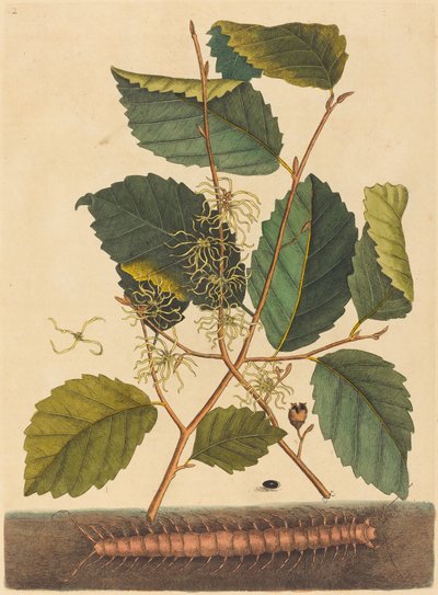 Tausendfüßler (Scolopendra morsitans) von Mark Catesby