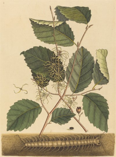 Hundertfüßer von Mark Catesby