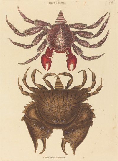 Roter gesprenkelter Felsenkrabbe (Cancer grapsus) von Mark Catesby