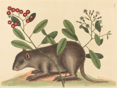 Der Bahama-Kaninchenratte (Mus Monax) von Mark Catesby